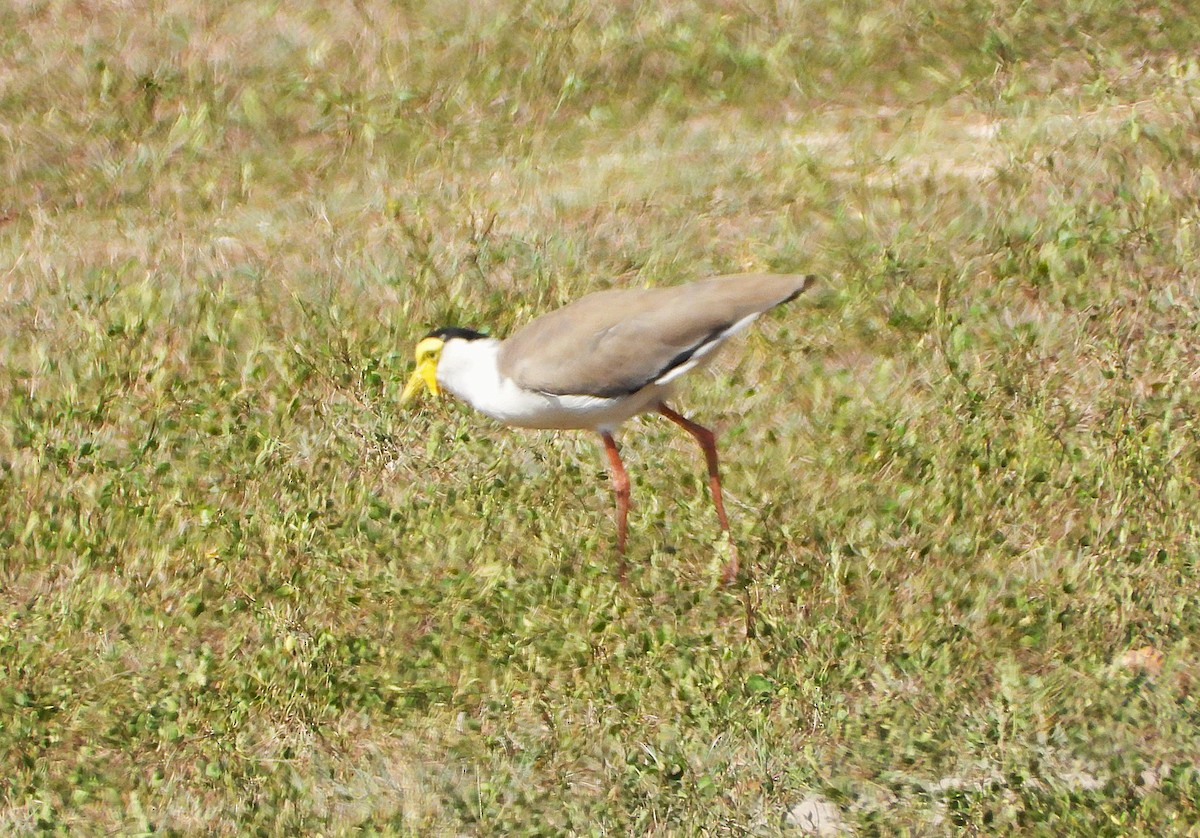 Masked Lapwing - ML643863589
