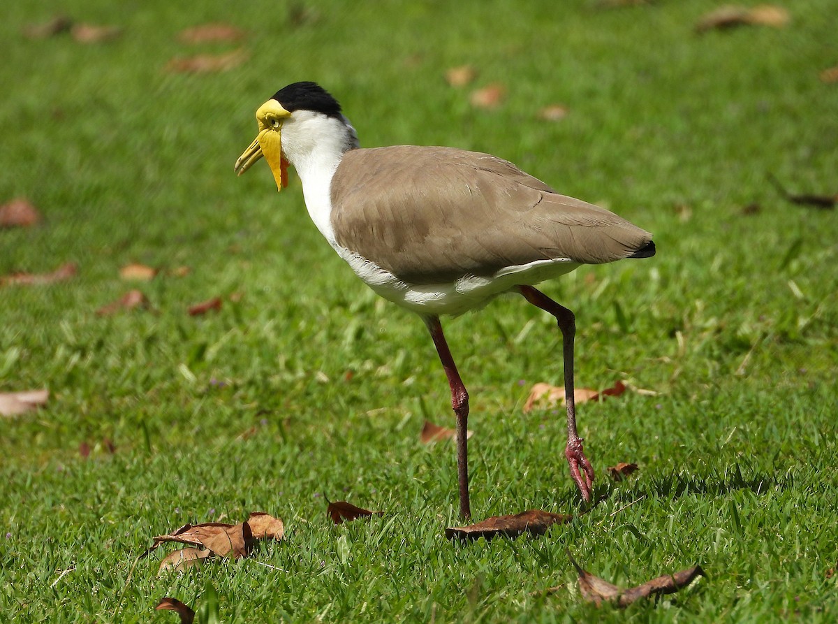 Masked Lapwing - ML643863604
