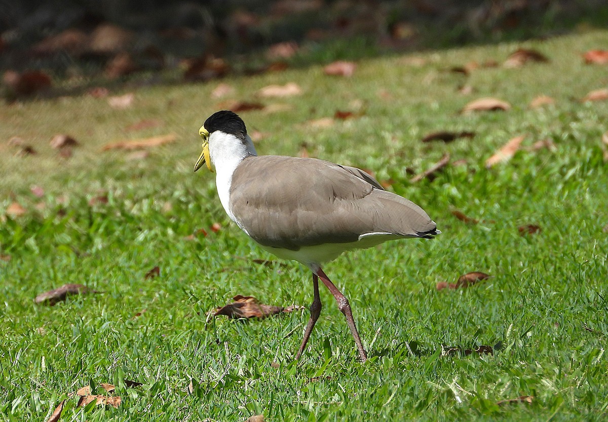 Masked Lapwing - ML643863605