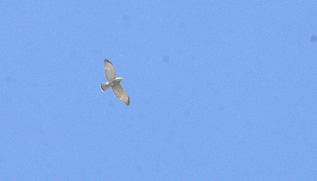 Broad-winged Hawk - ML643863614