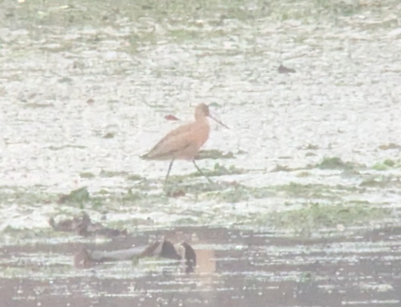 Marbled Godwit - ML643863615