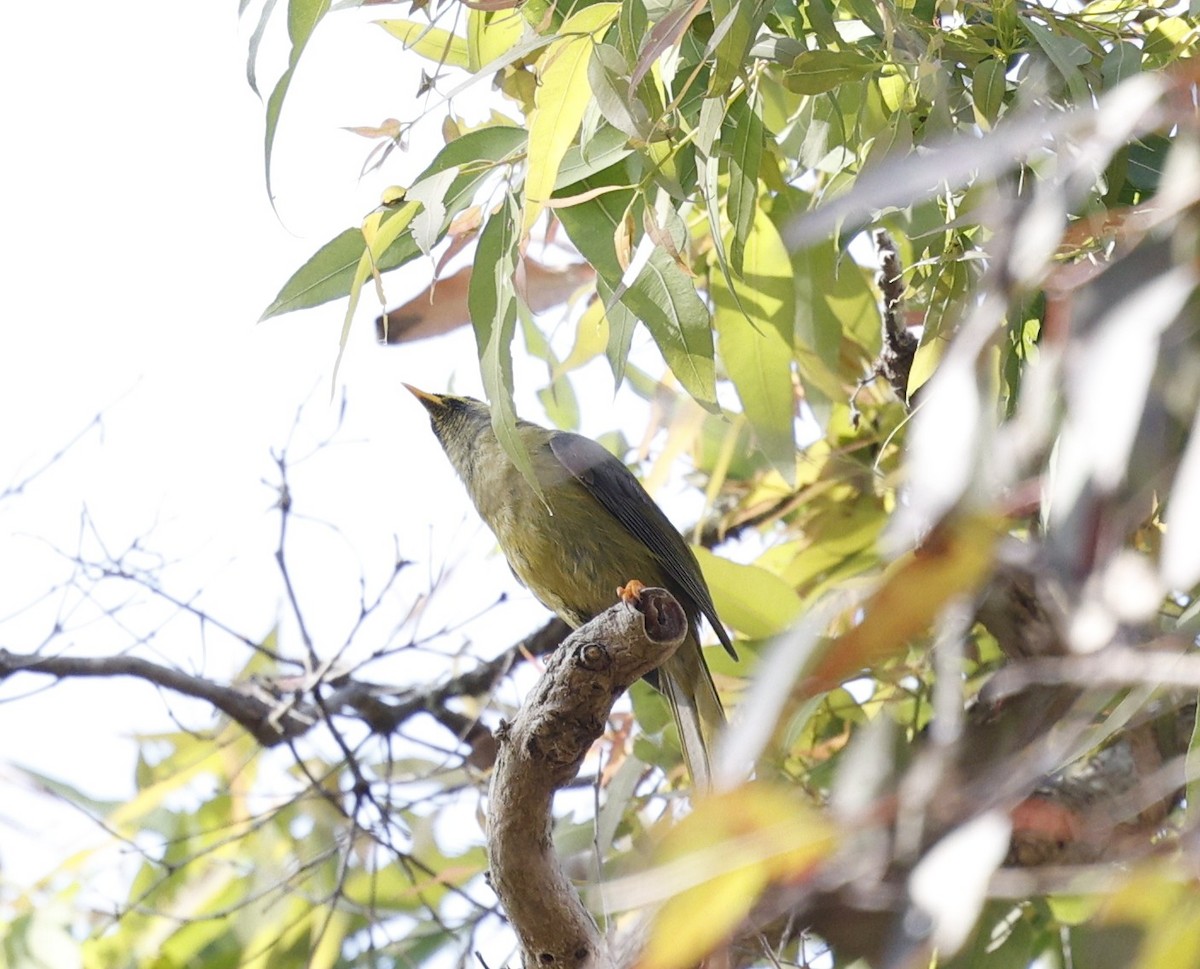 Bell Miner - ML643863616