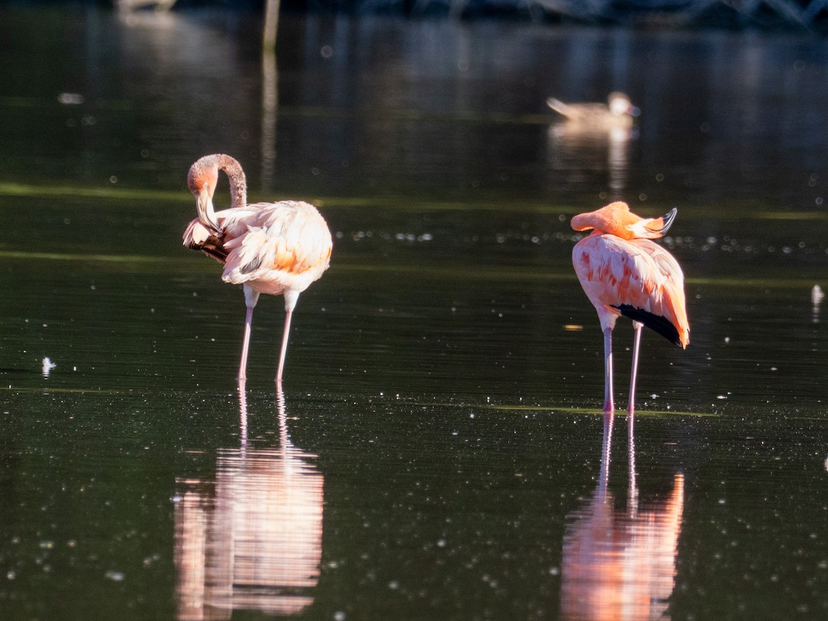 American Flamingo - ML643863636