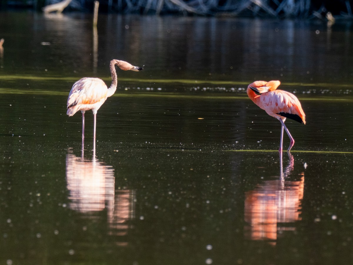 American Flamingo - ML643863637