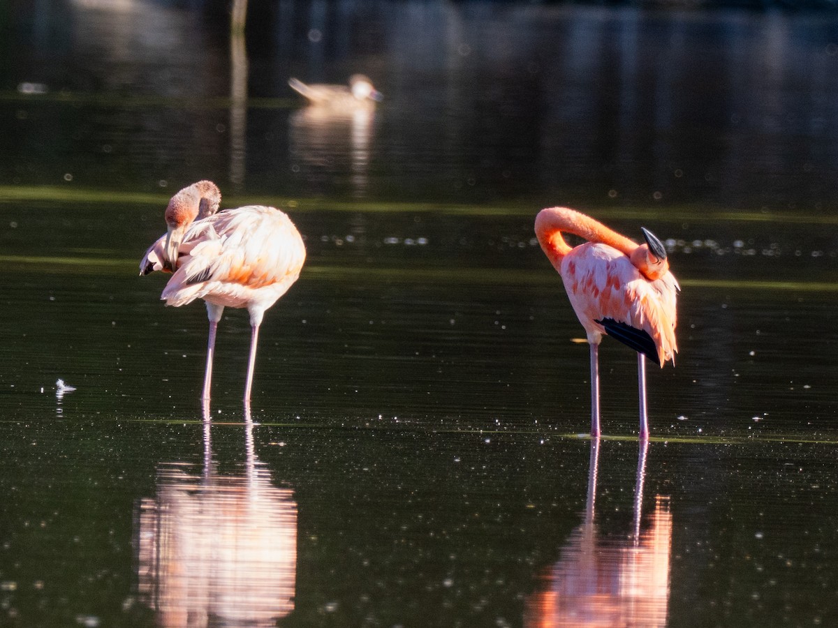 American Flamingo - ML643863638