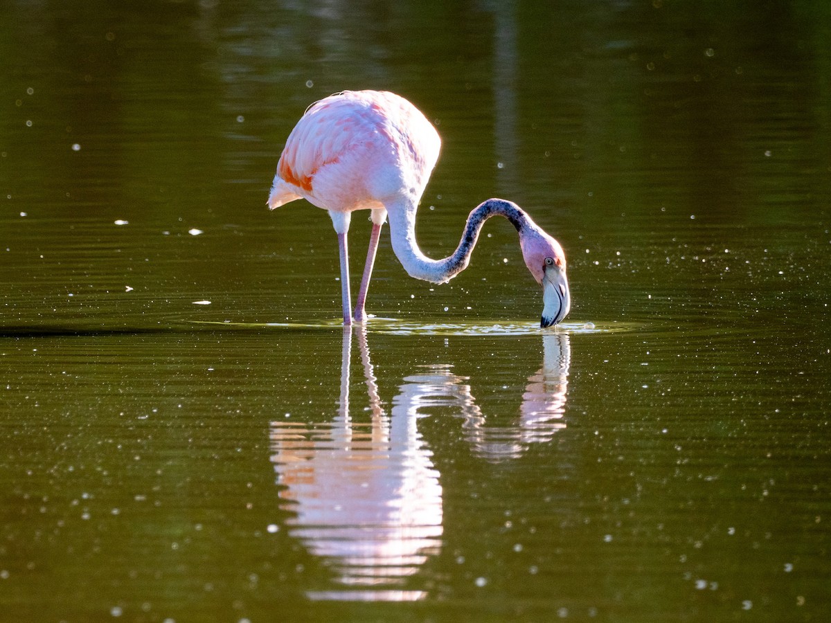 American Flamingo - ML643863639