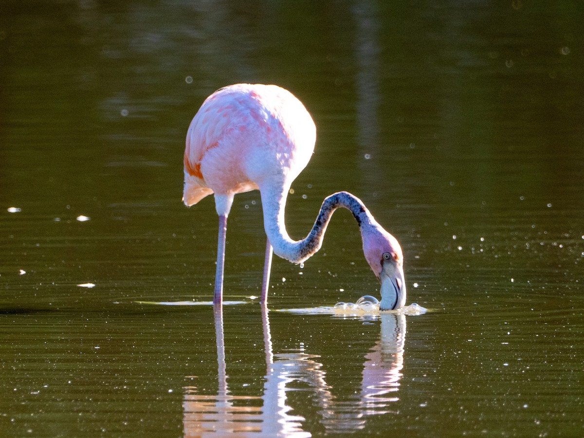 American Flamingo - ML643863640