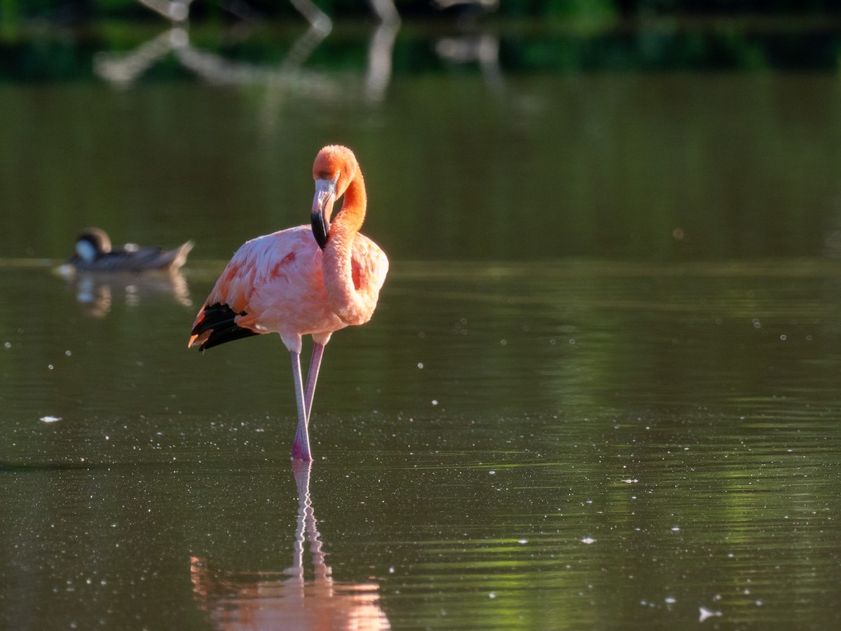 American Flamingo - ML643863641