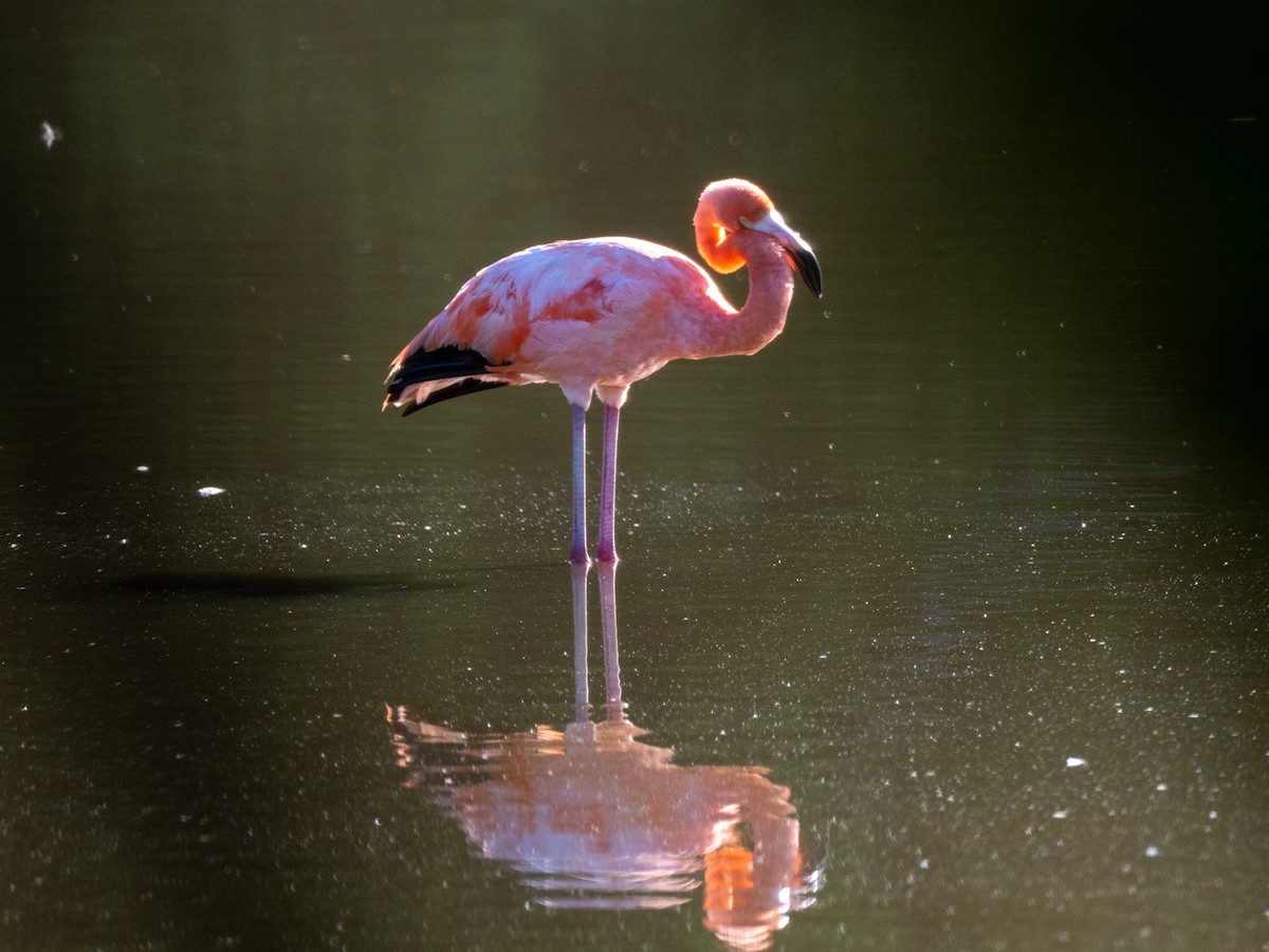 American Flamingo - ML643863642