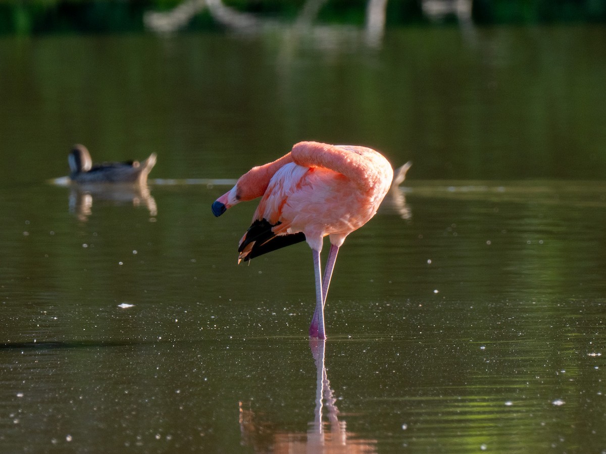 American Flamingo - ML643863643