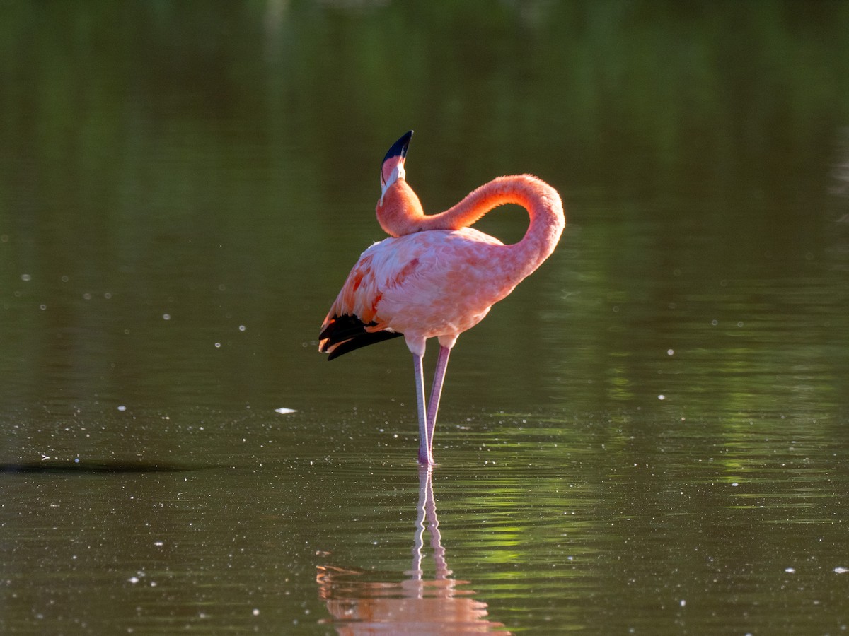American Flamingo - ML643863644