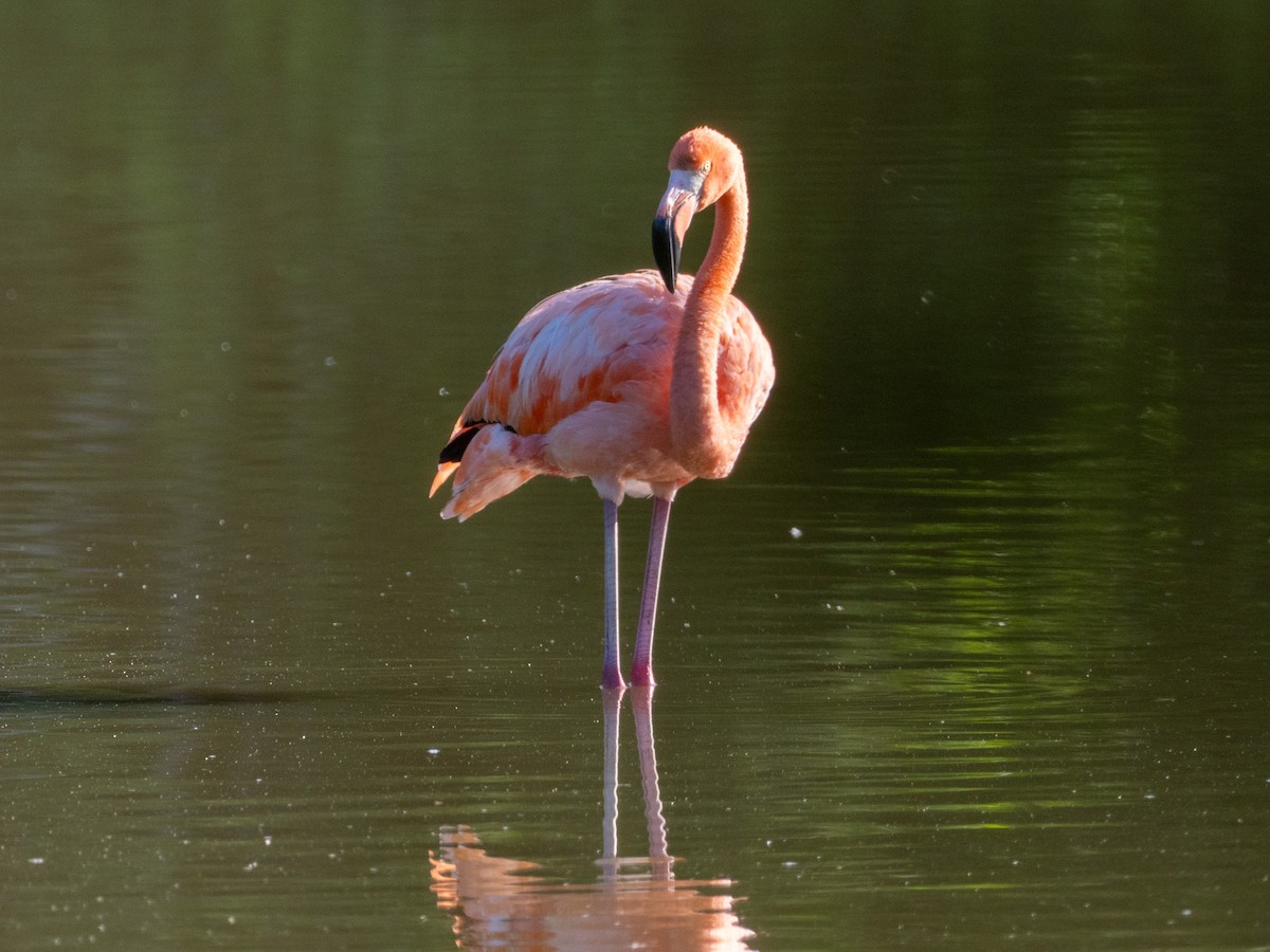American Flamingo - ML643863645