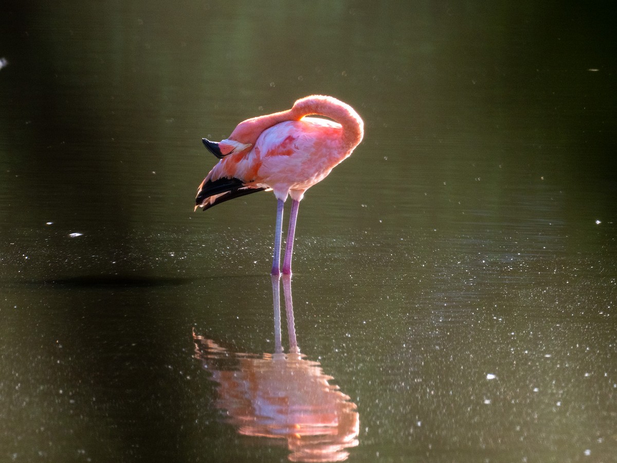 American Flamingo - ML643863646