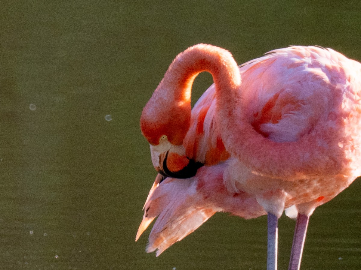 American Flamingo - ML643863647