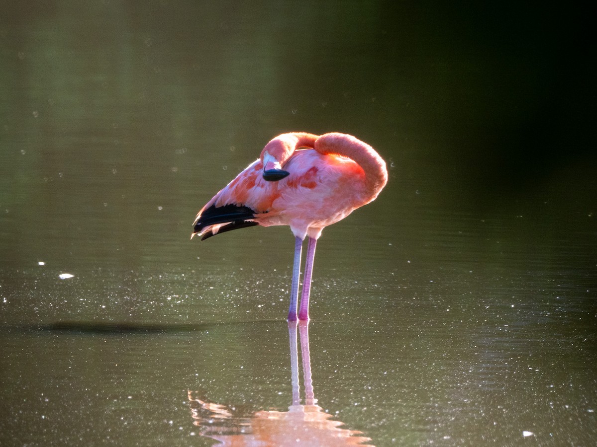 American Flamingo - ML643863648