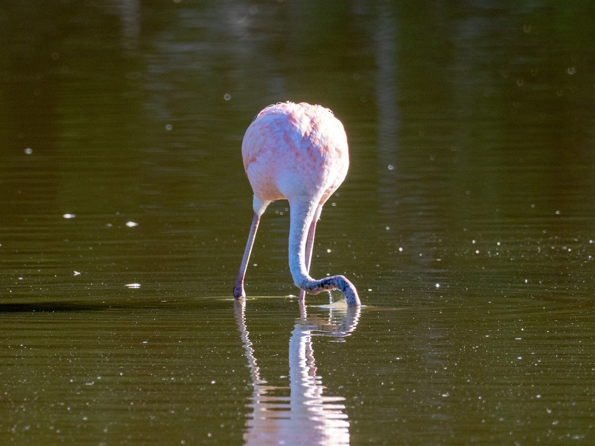 American Flamingo - ML643863649