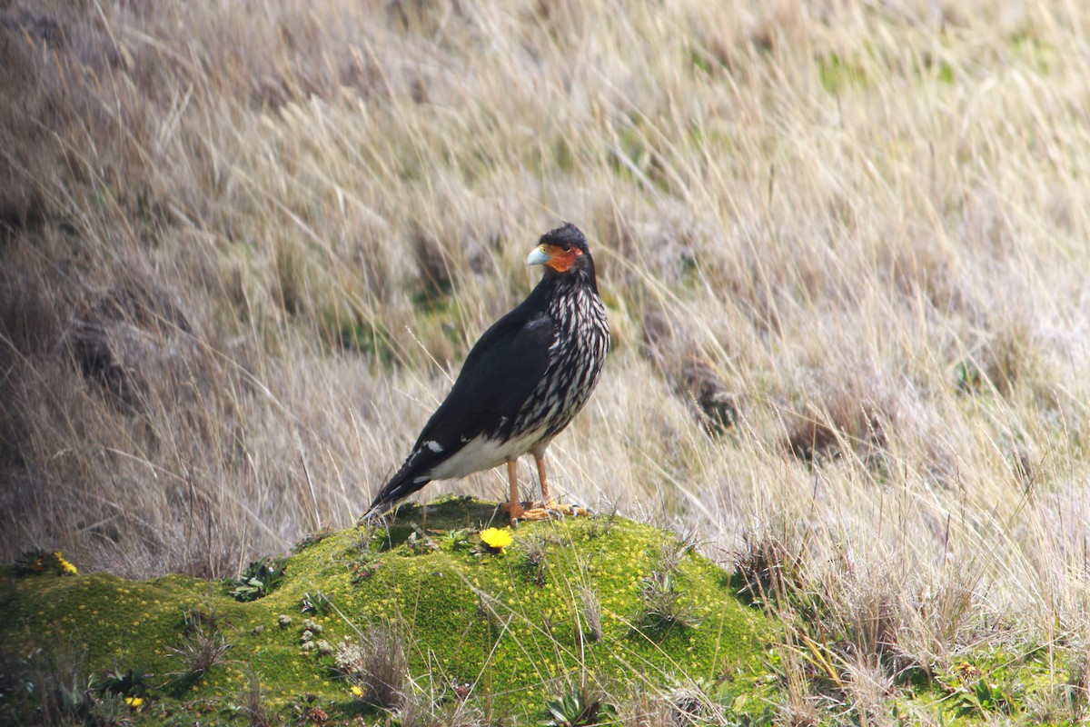 Carunculated Caracara - ML643863657