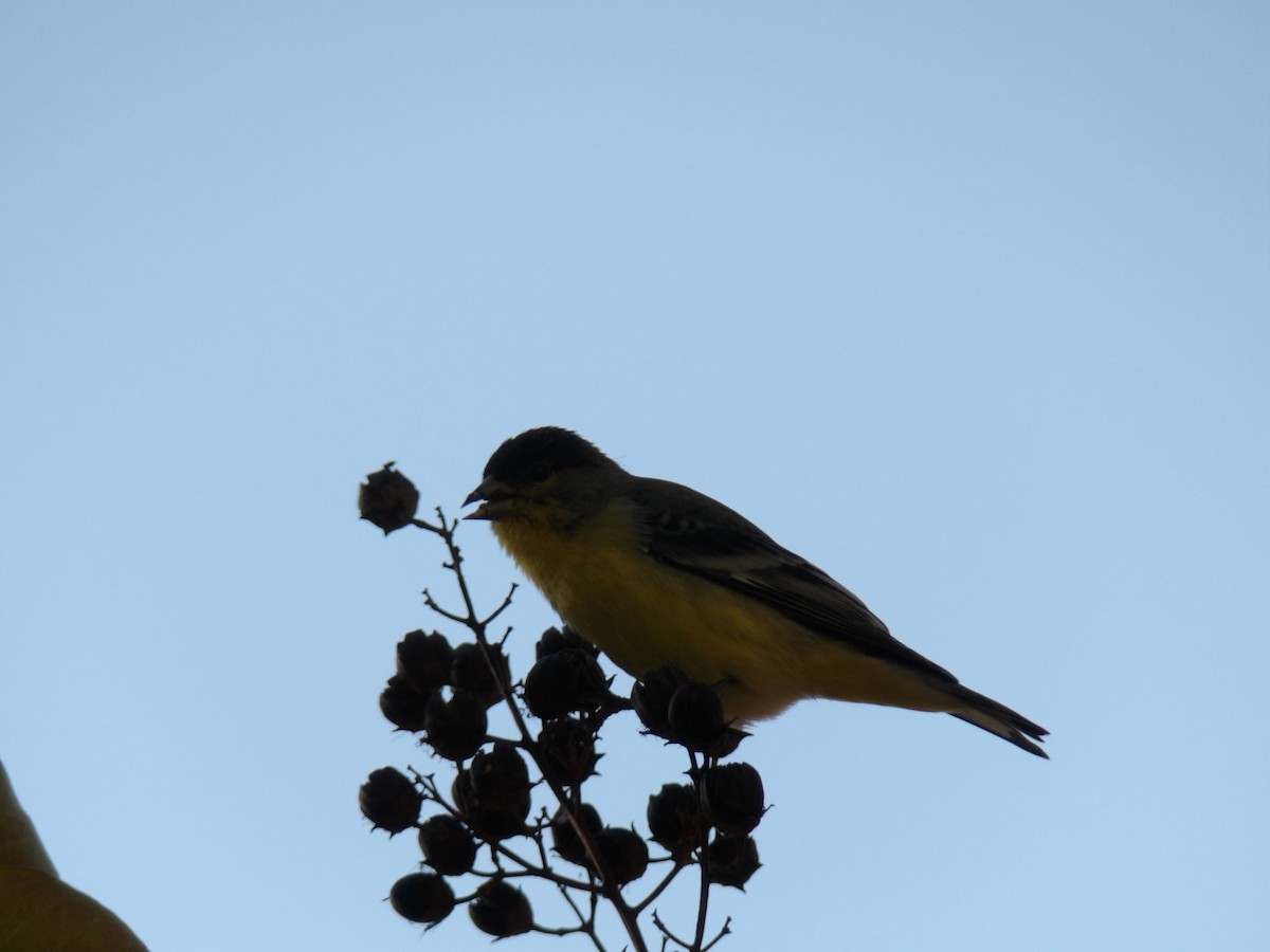 Lesser Goldfinch - ML643863679