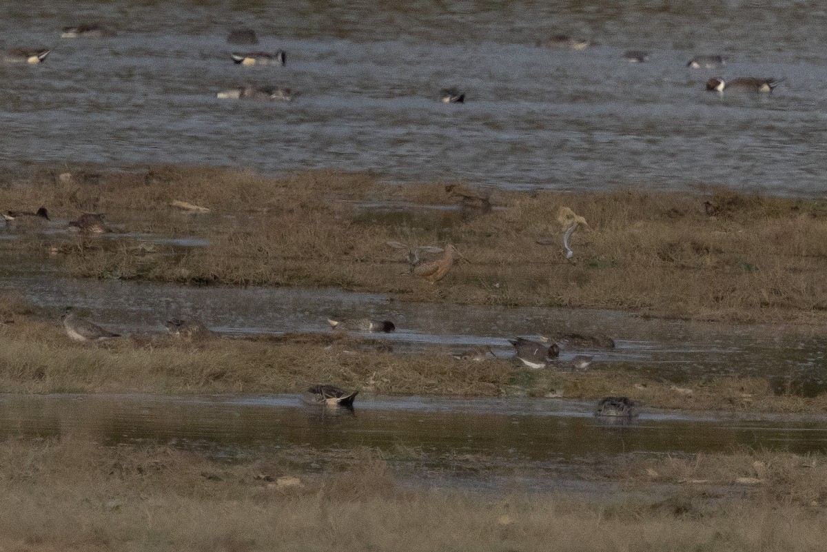 Marbled Godwit - ML643863720