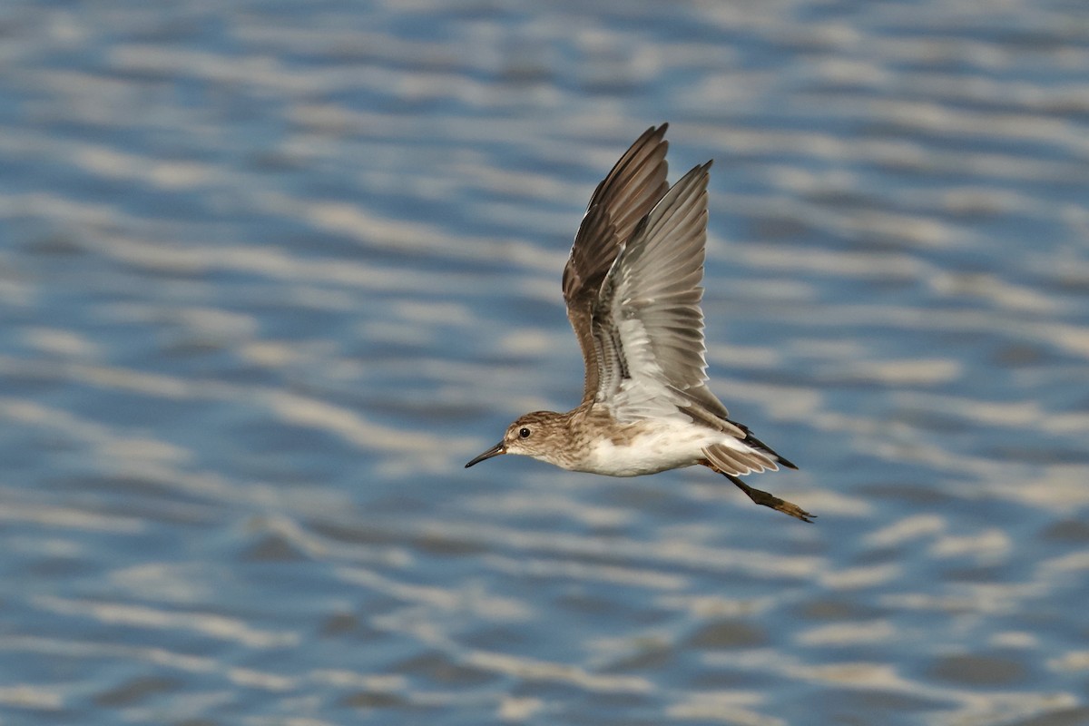 ML643863734 - Long-toed Stint - Macaulay Library