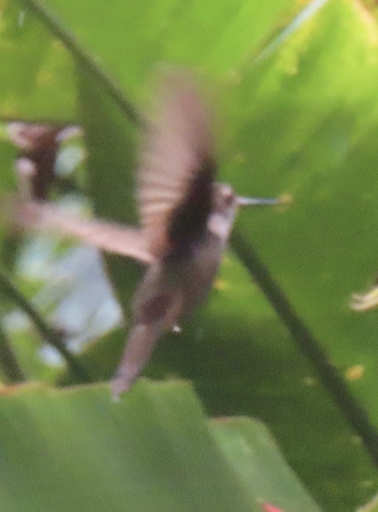 Bronzy Inca - ML643863747