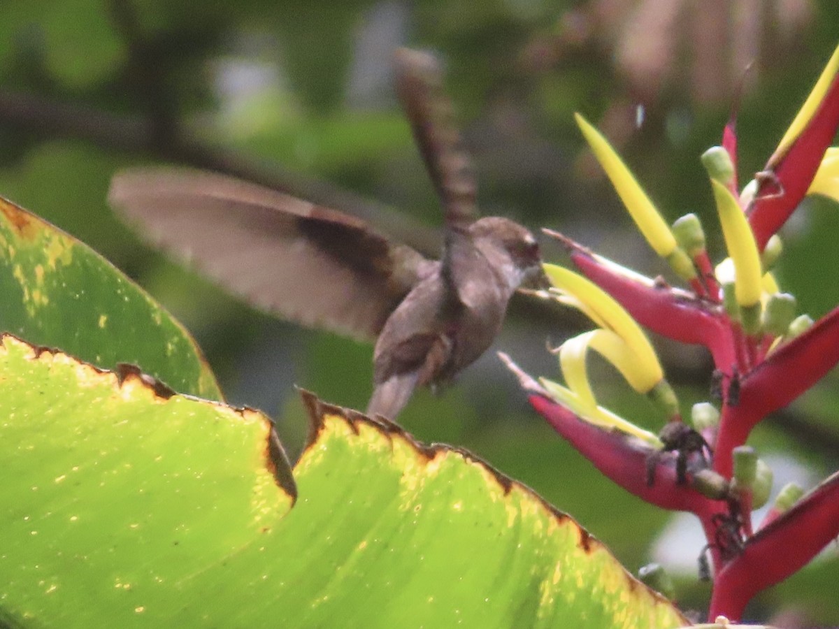 Bronzy Inca - ML643863748