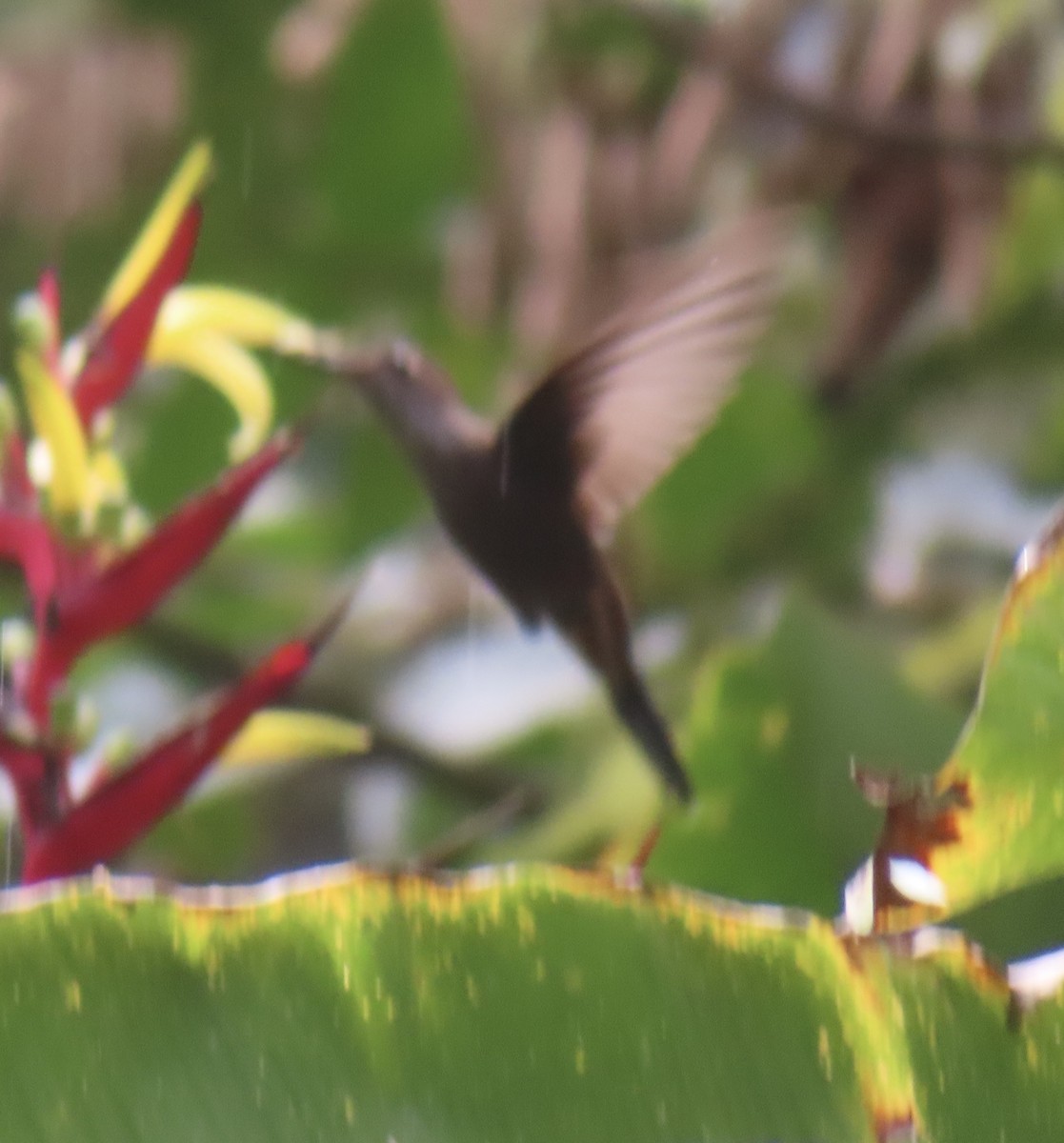 Bronzy Inca - ML643863749