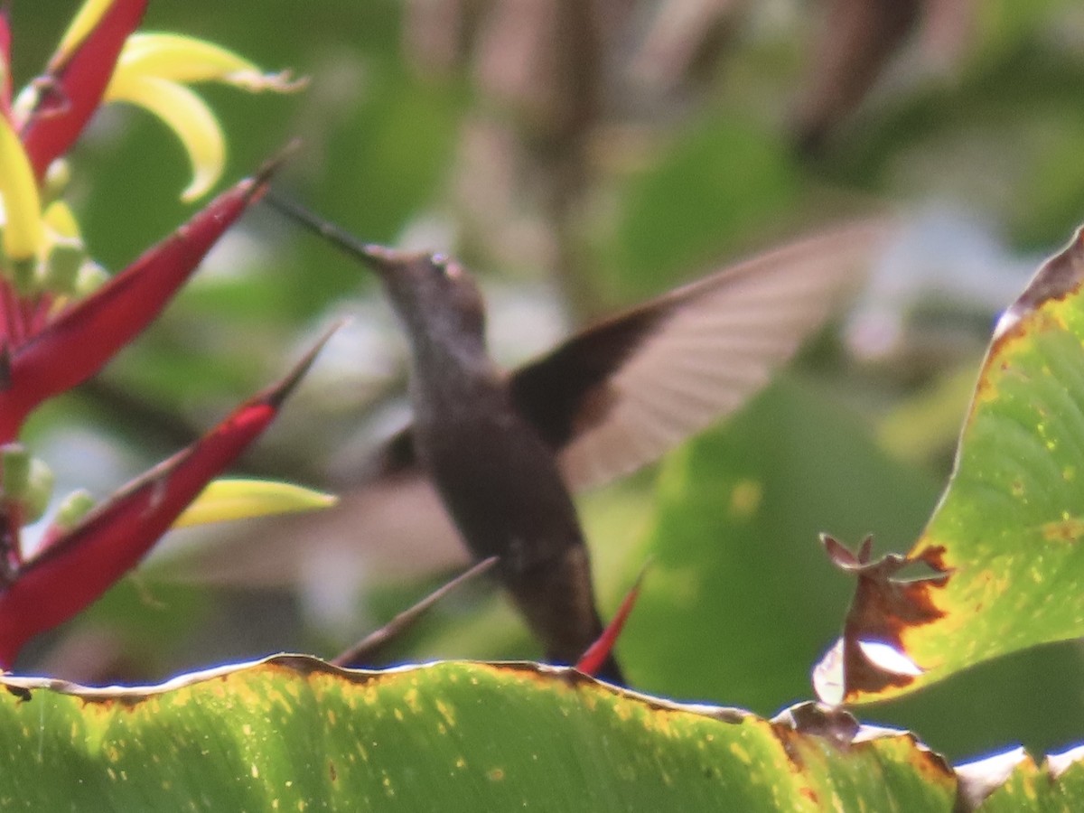 Bronzy Inca - ML643863750