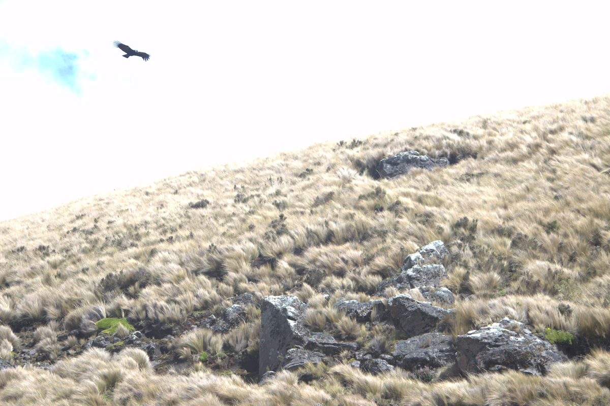 Andean Condor - ML643863783