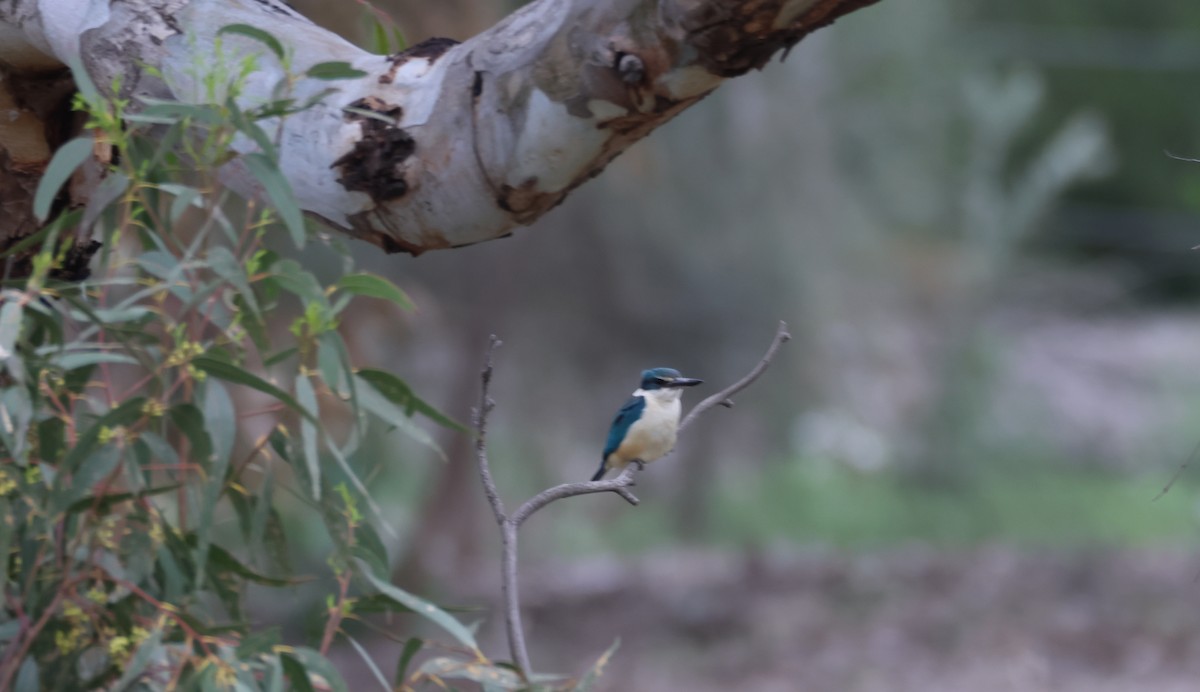 Sacred Kingfisher - ML643863786
