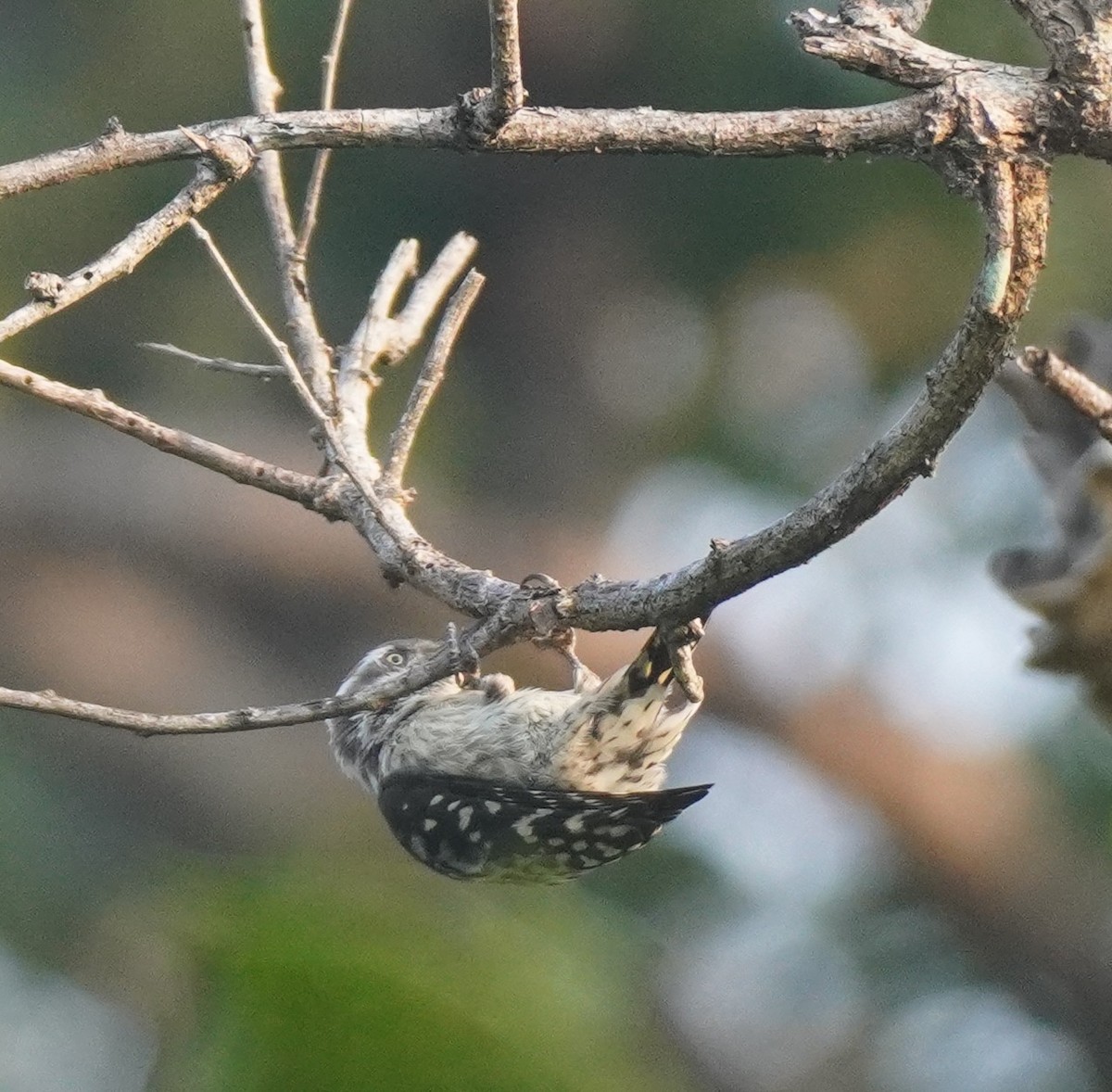 Brown-capped Pygmy Woodpecker - ML643863790