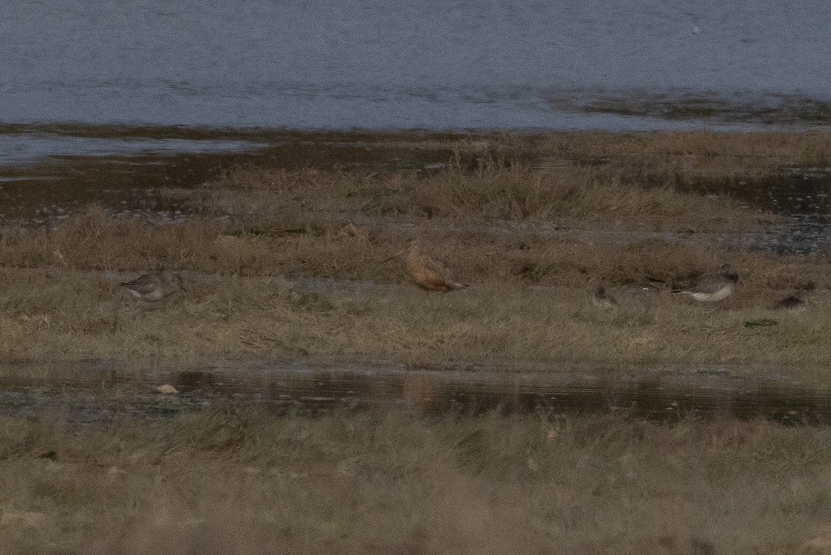 Marbled Godwit - ML643863810