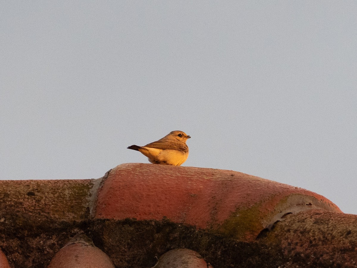 Eastern Black-eared Wheatear - ML643863814