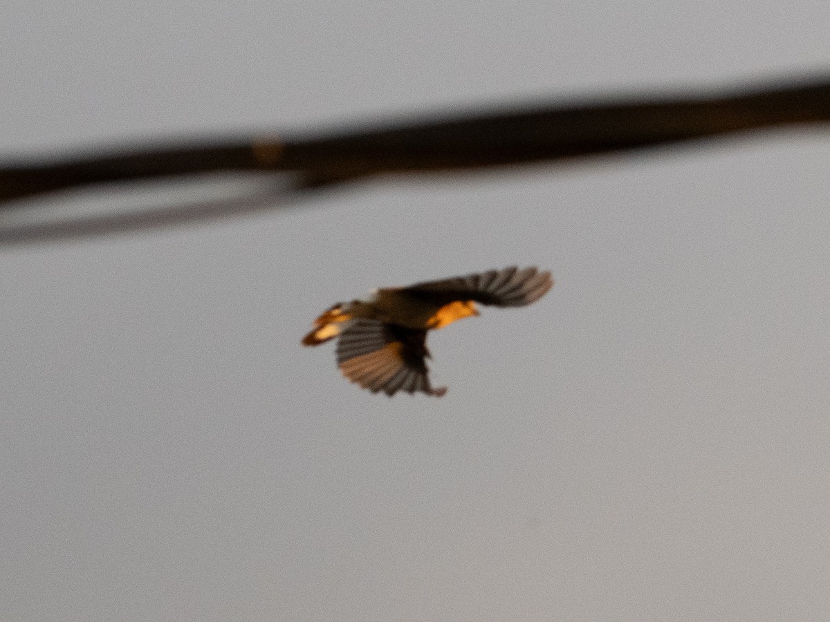Eastern Black-eared Wheatear - ML643863815