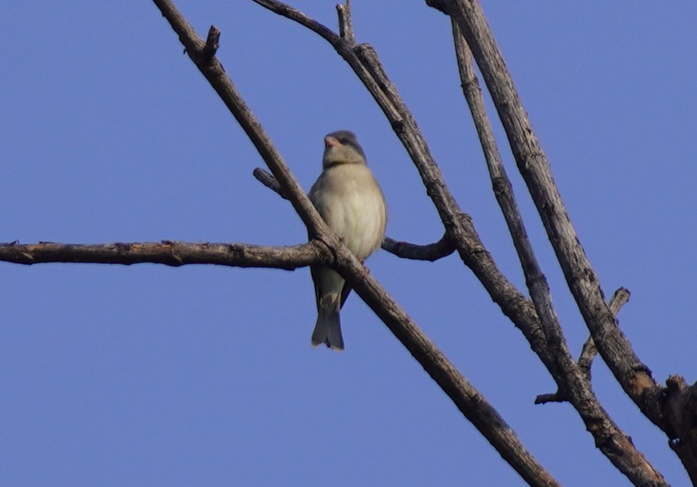 Yellow-throated Sparrow - ML643863816