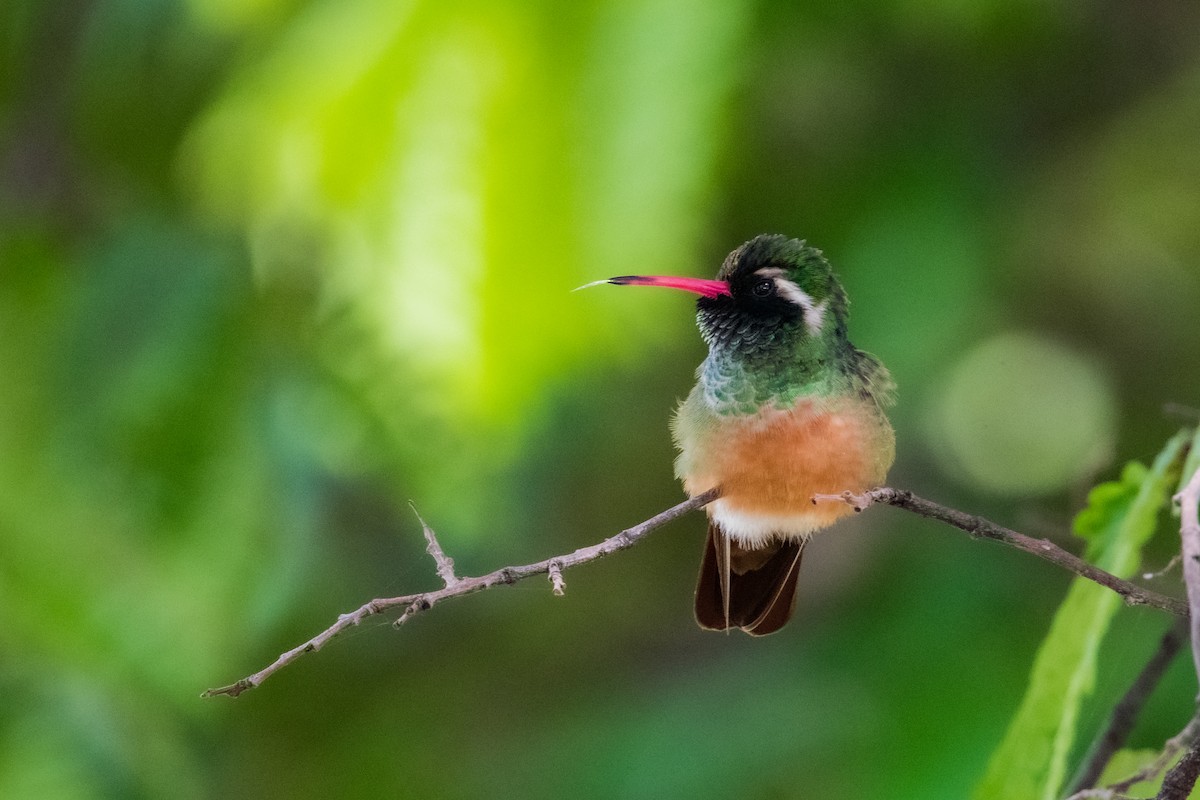 Xantus's Hummingbird - ML643863826