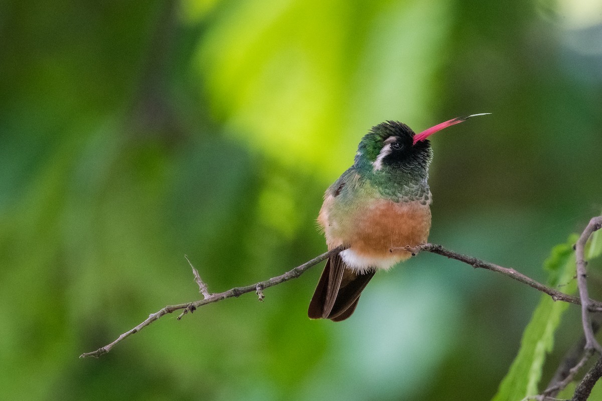 Xantus's Hummingbird - ML643863829