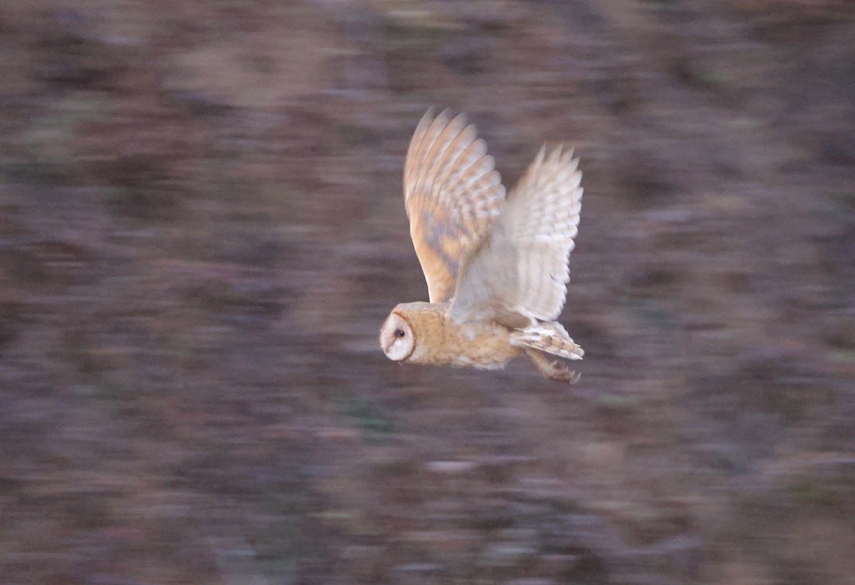 American Barn Owl - ML643863870