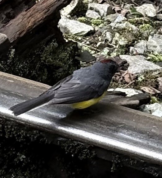 Slate-throated Redstart - ML643863872