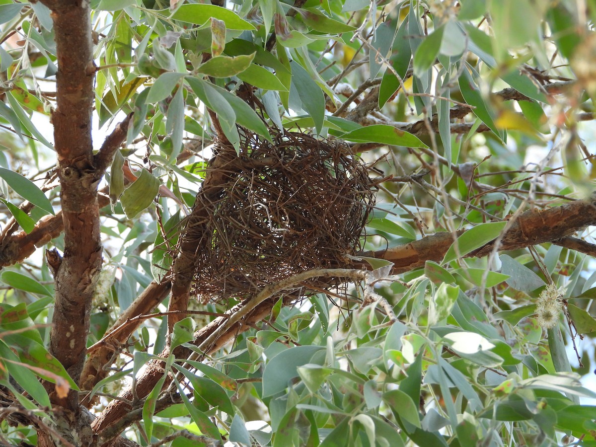 Australasian Figbird - ML643863873