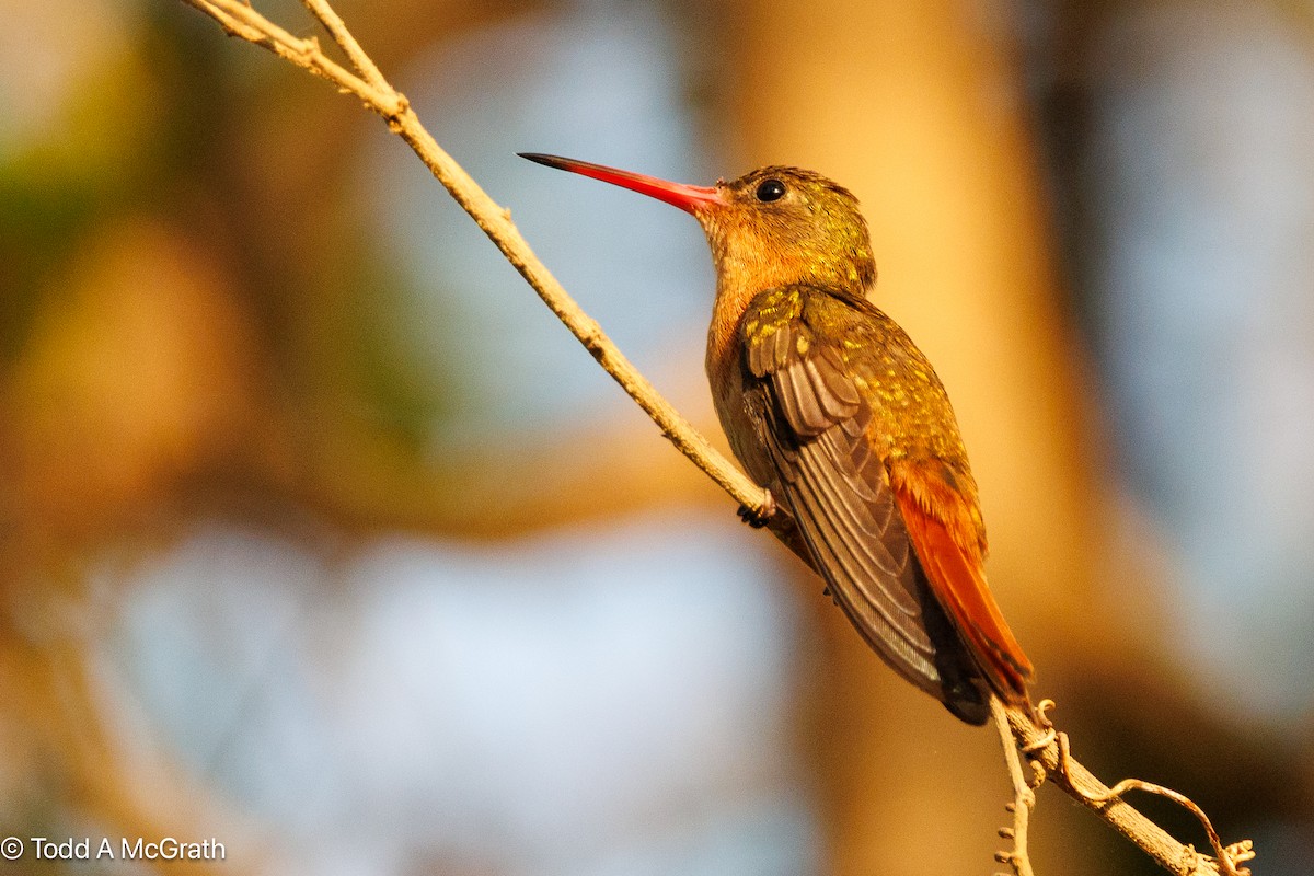 Cinnamon Hummingbird - ML643863875