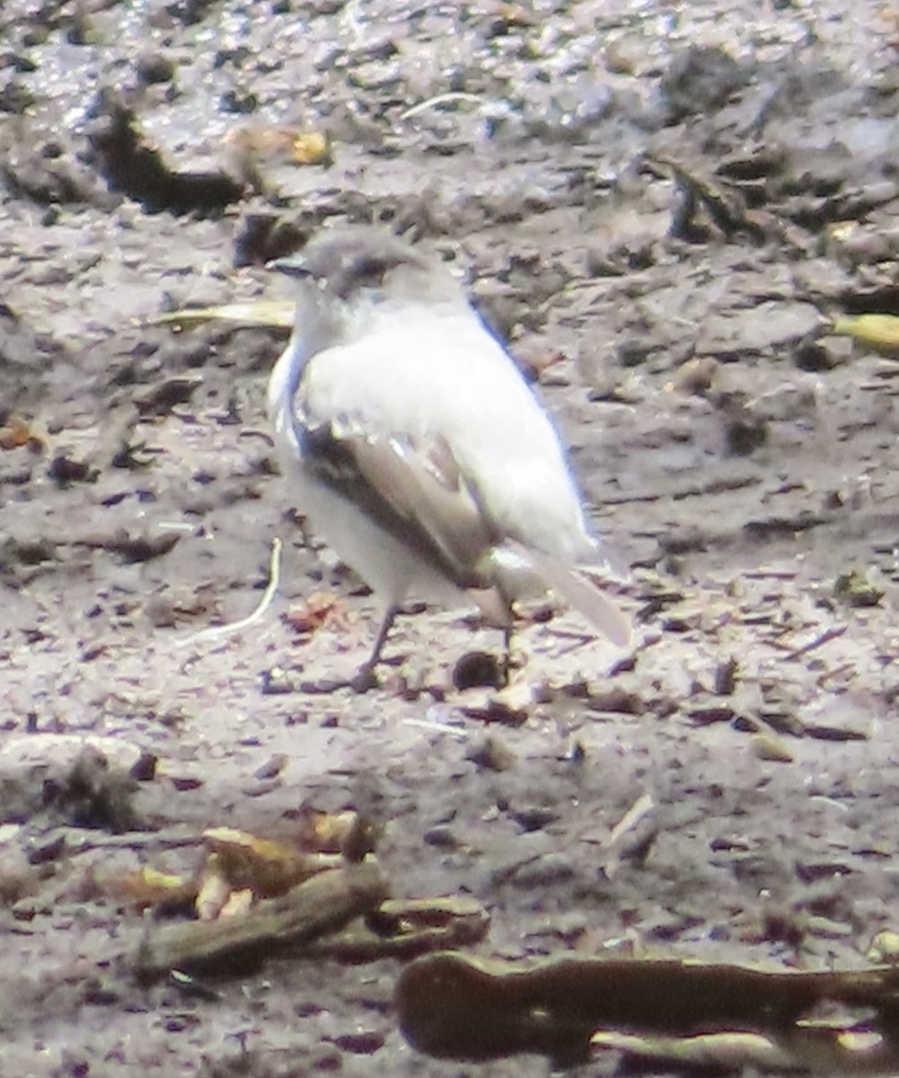 Torrent Tyrannulet - ML643863887