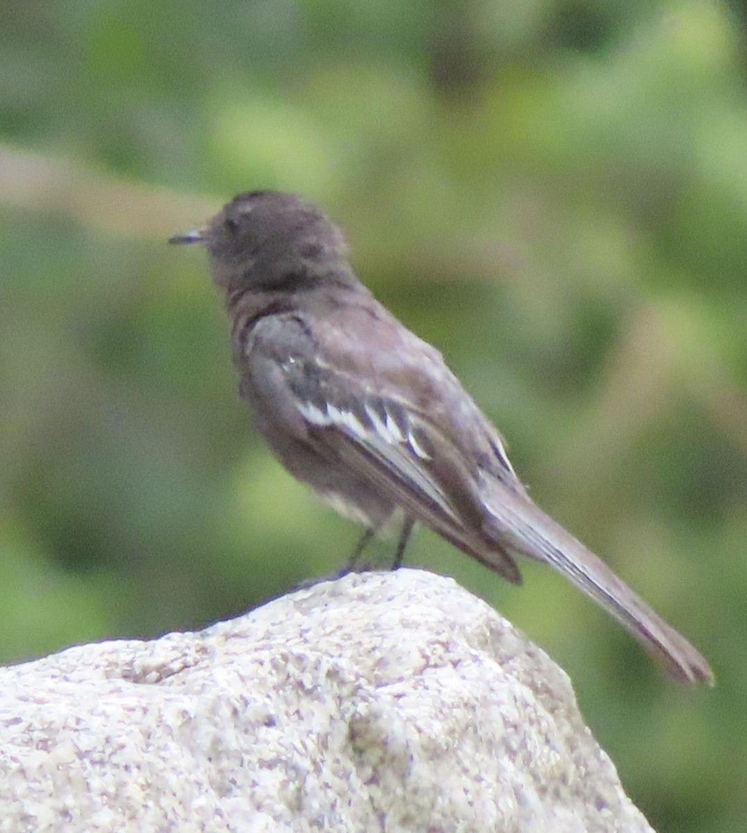 Black Phoebe - ML643863905