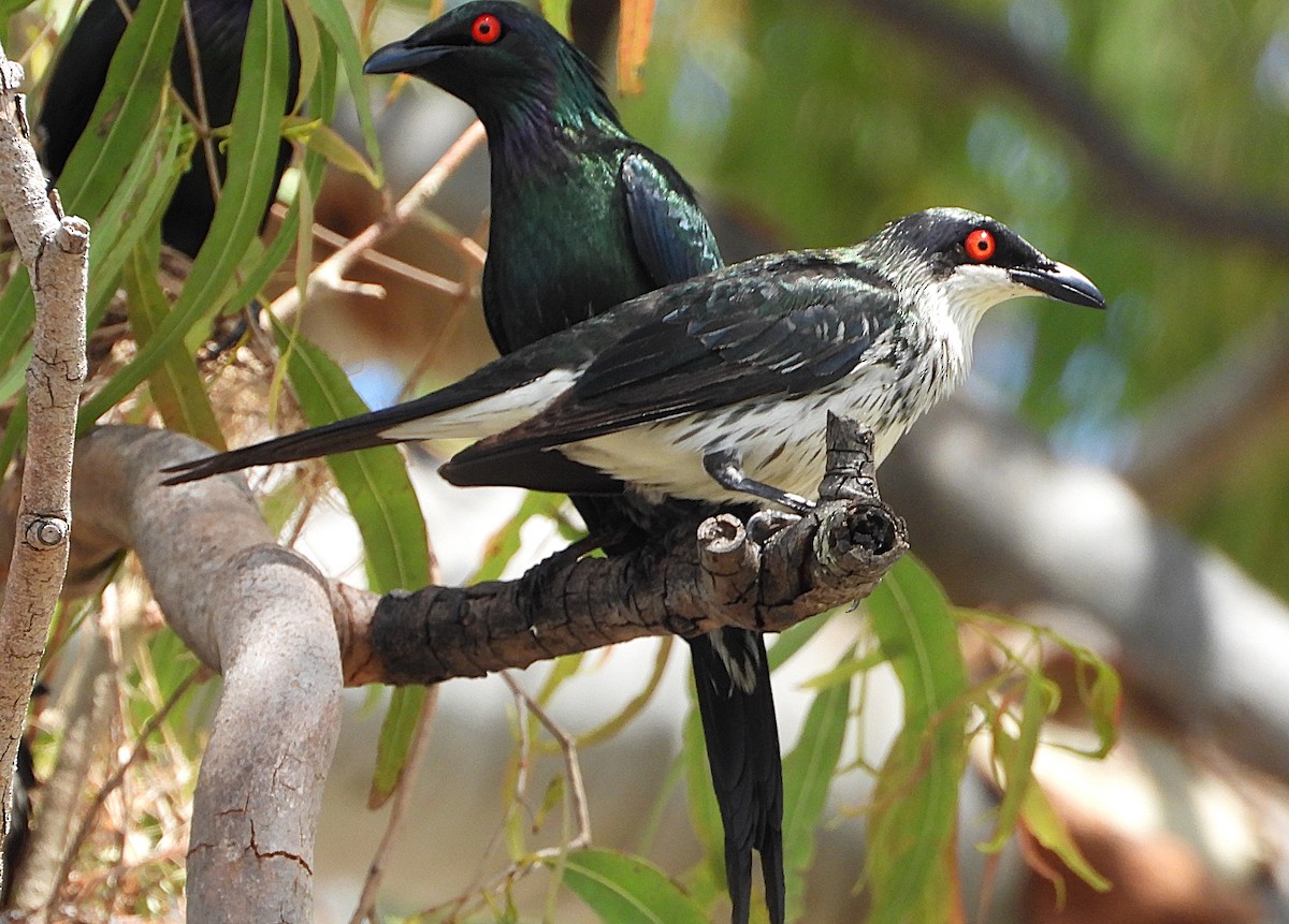 Metallic Starling - ML643863936