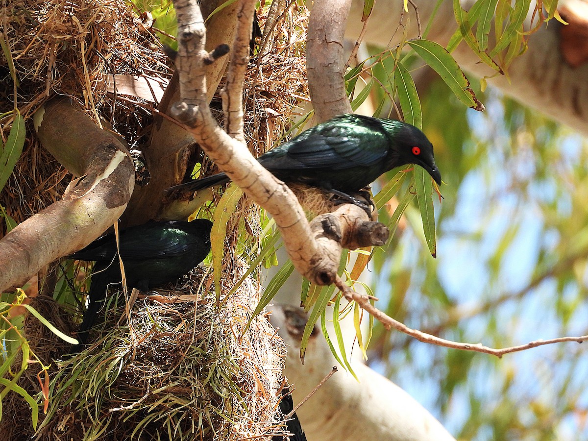 Metallic Starling - ML643863938