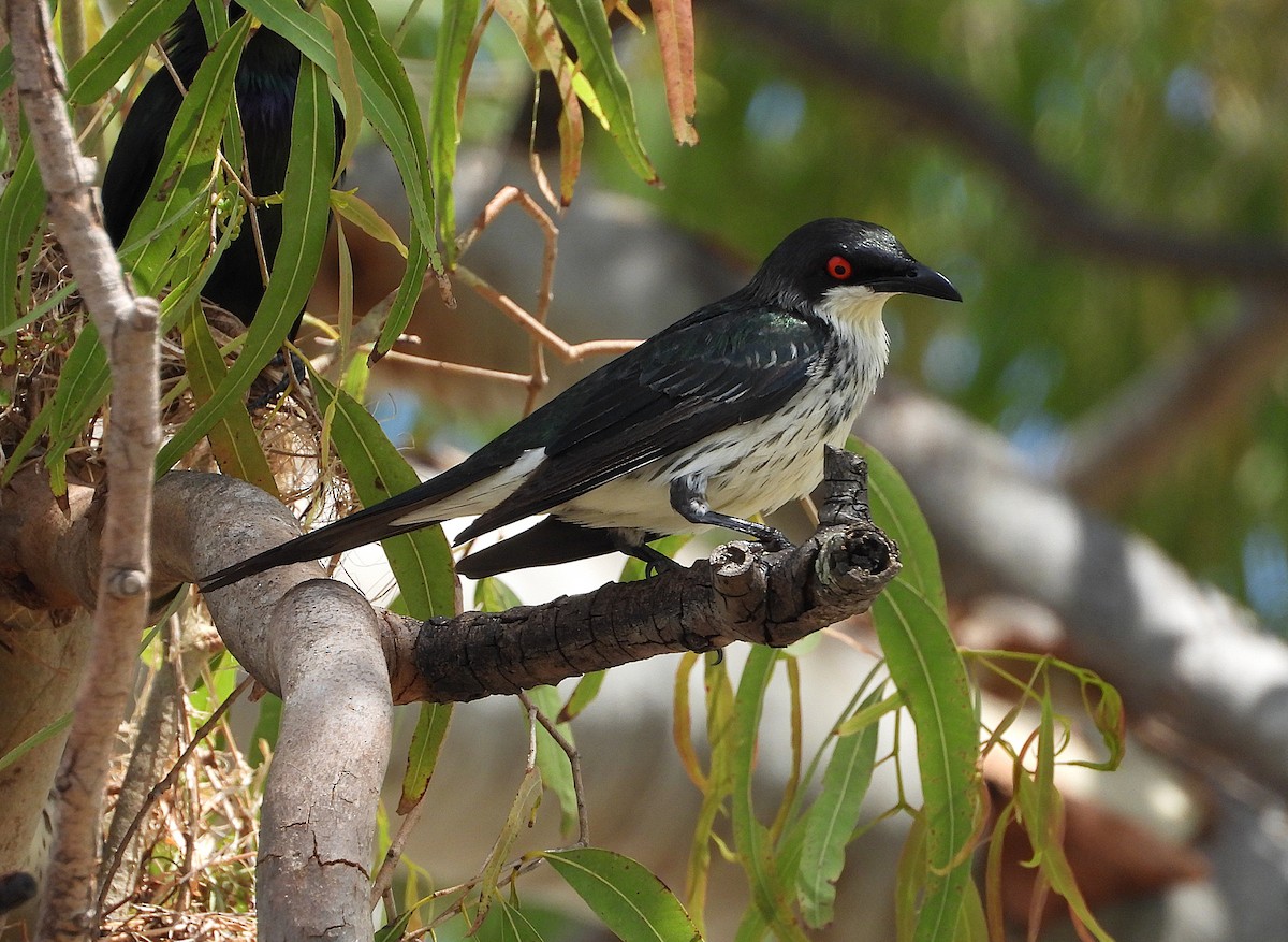 Metallic Starling - ML643863940