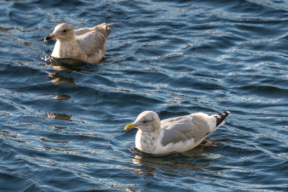 American Herring x Glaucous-winged Gull (hybrid) - ML643863946