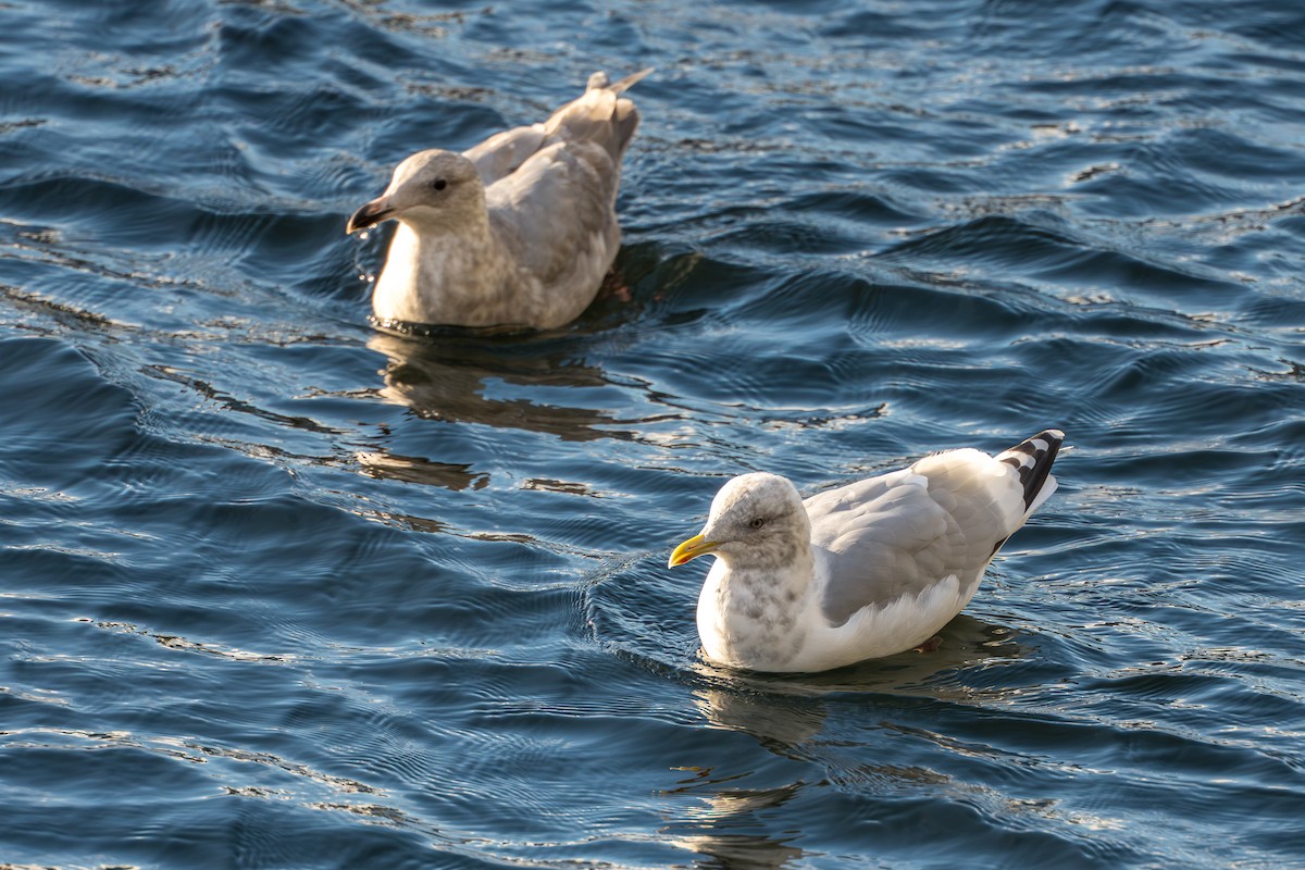American Herring x Glaucous-winged Gull (hybrid) - ML643863954
