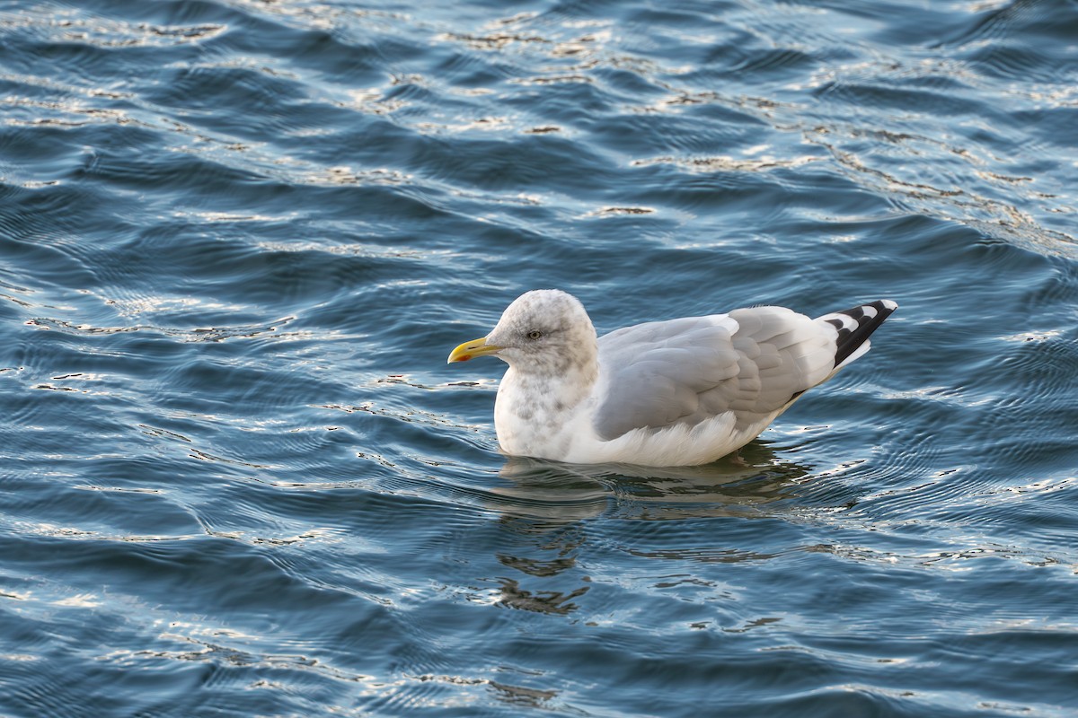 American Herring x Glaucous-winged Gull (hybrid) - ML643863955