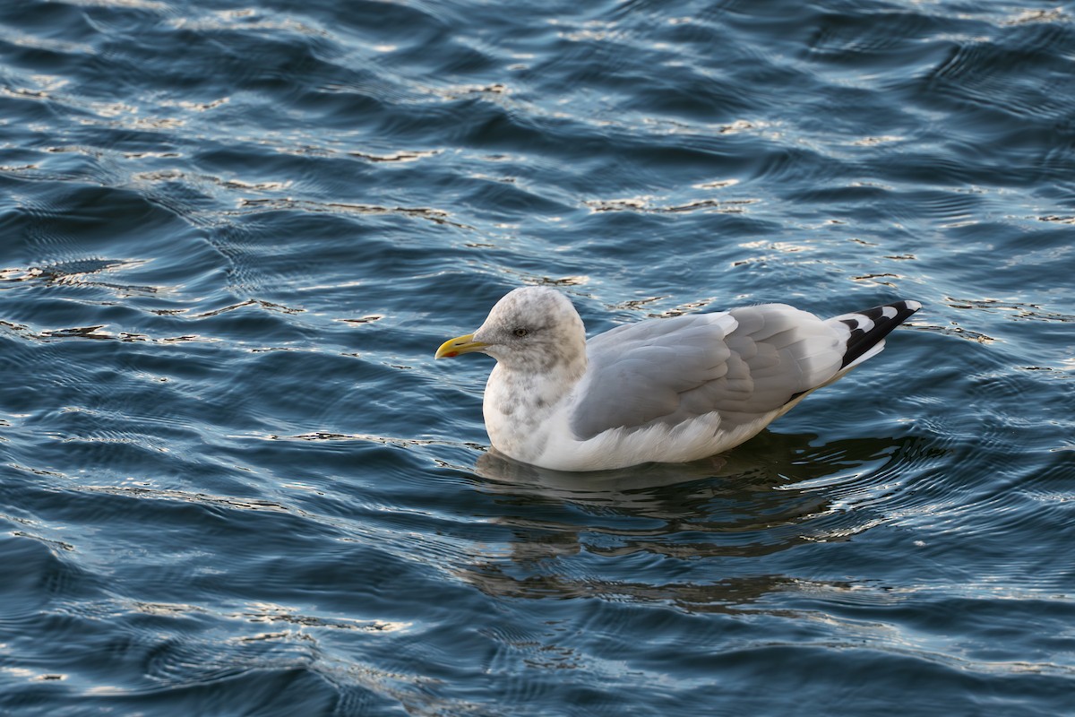 American Herring x Glaucous-winged Gull (hybrid) - ML643863956